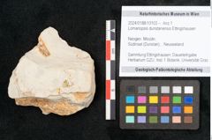 Foto (Objekt + Etikett) von Lomariopsis dunstanensis Ettingshausen (NHMW-GEO-2024-0188-10103)